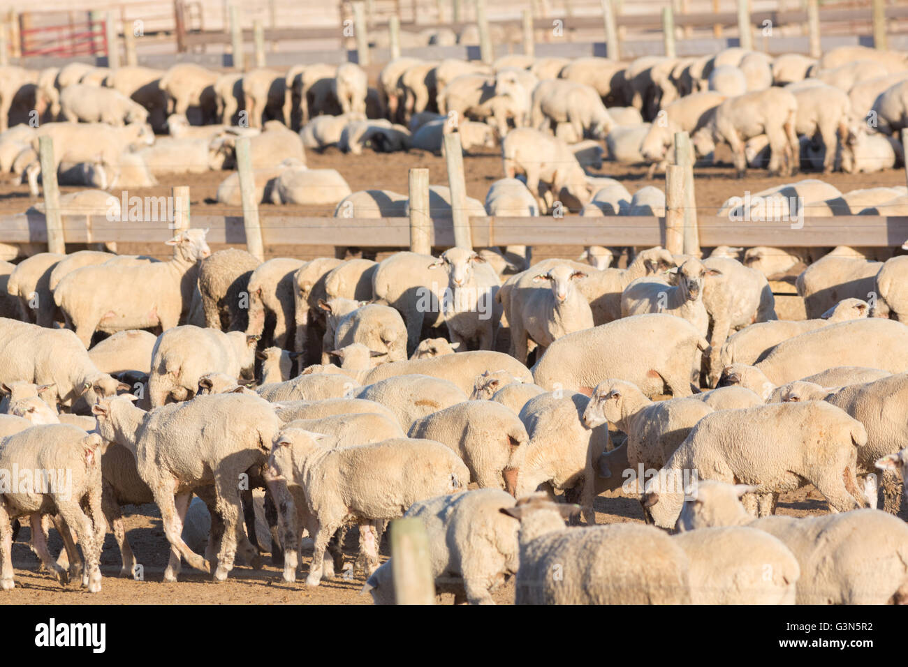 A commercial feedlot to fatten sheep before heading to slaughter Stock