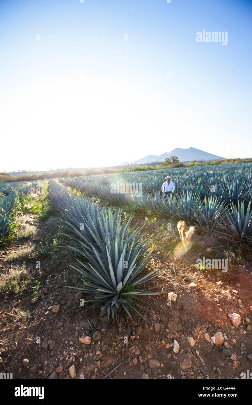 Farmer or Jimador, Ismael, preparing for harvest blue agave, Tequila