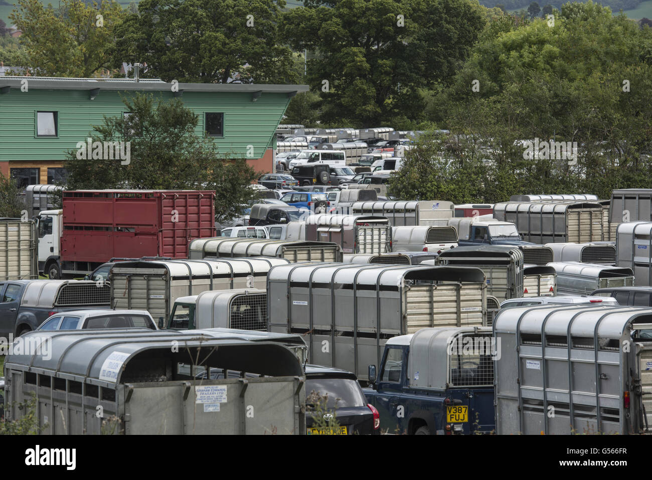Livestock trailers in carpark, Ruthin Livestock Market, Ruthin Stock