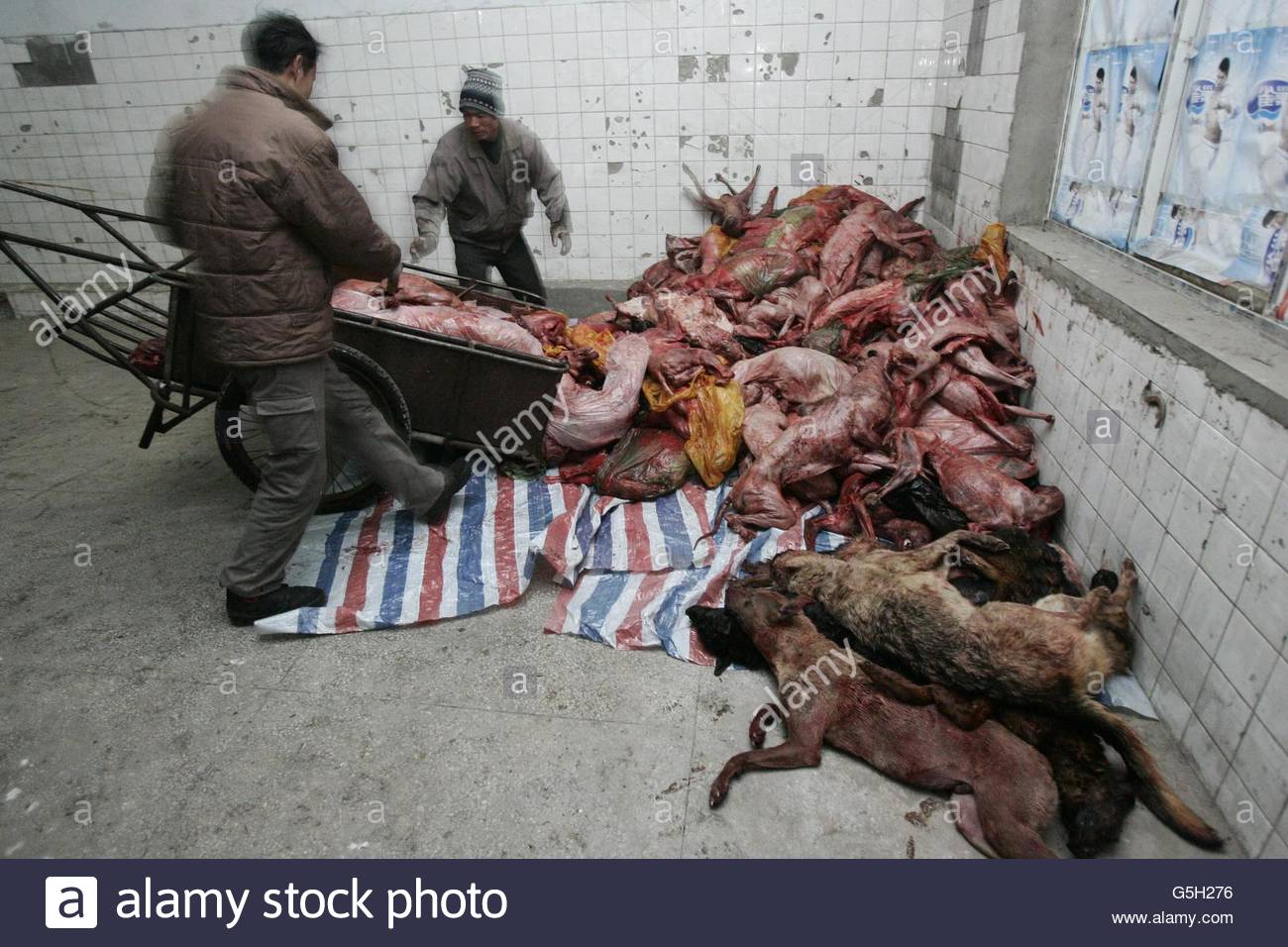 what to use on dogs skin december 19 2014 animal rights groups criticize use of skin to stock photo what to use on dogs skin december 19 2014 animal rights groups criticize use of skin to stock photo