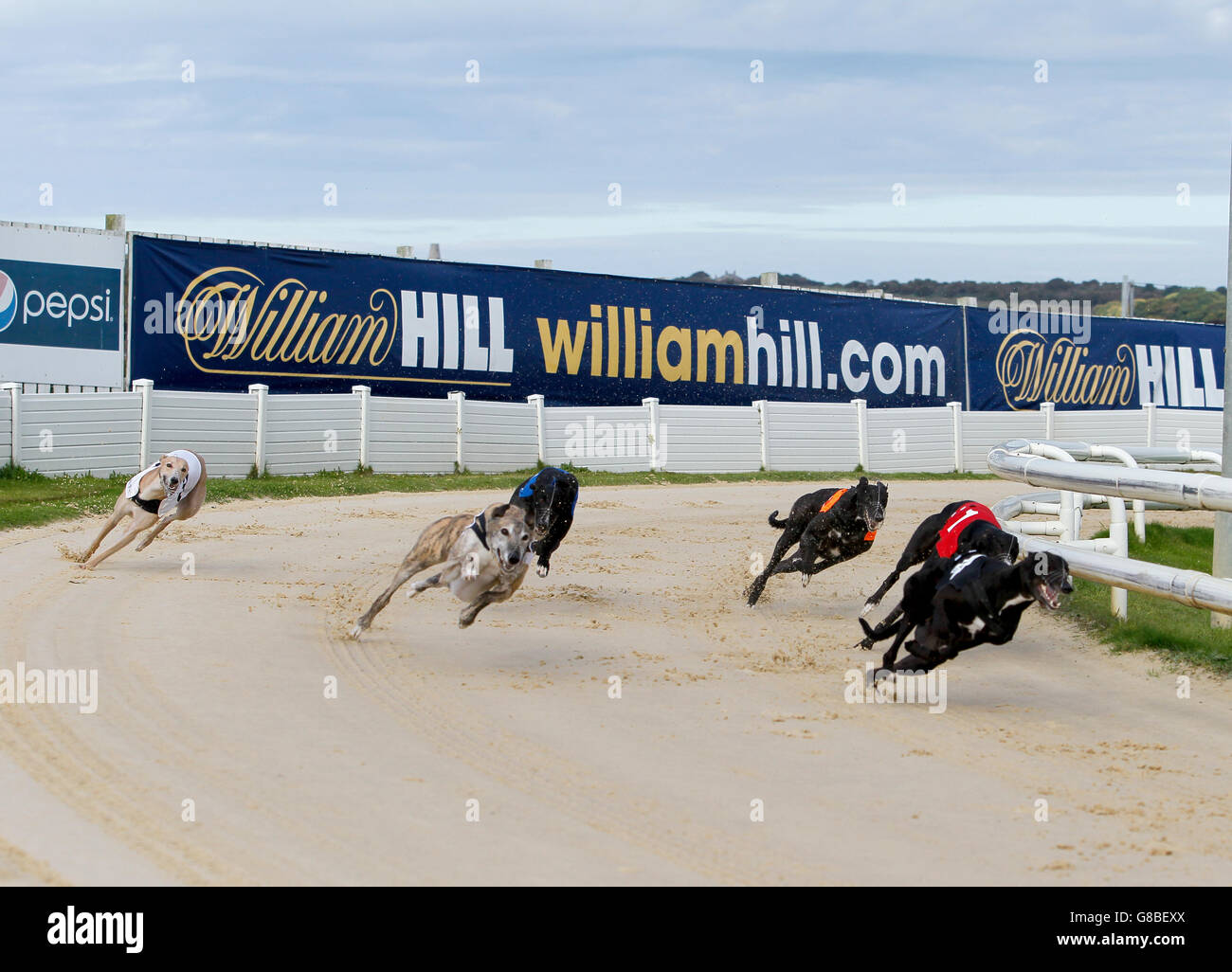 Greyhound Racing Sunderland Greyhound Stadium Stock Photo, Royalty