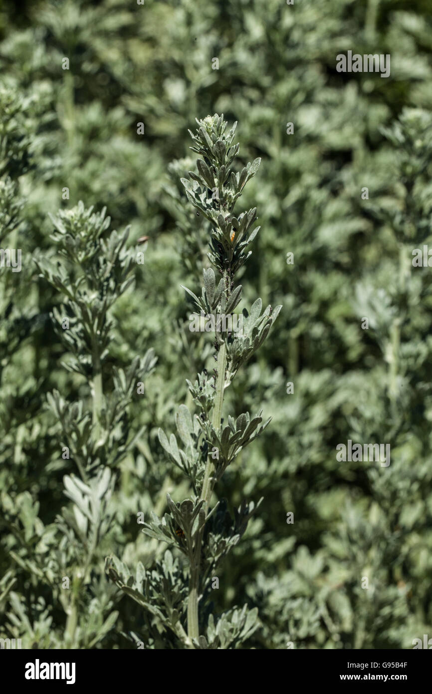 Artemisia Absinthium Hi Res Stock Photography And Images Alamy