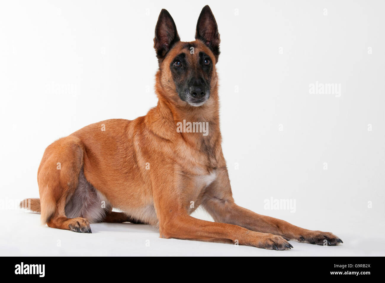 belgian malinois size at 6 months belgian malinois malinois stock photos u0026 belgian malinois malinois belgian malinois size at 6 months belgian malinois malinois stock photos u0026 belgian malinois malinois