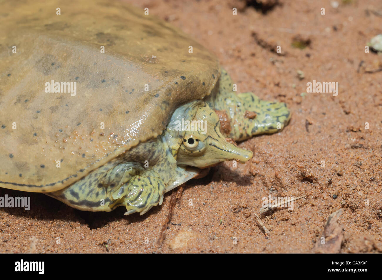 Spiny Softshell Soft Shell Turtle Apalone Spinifera Native To North