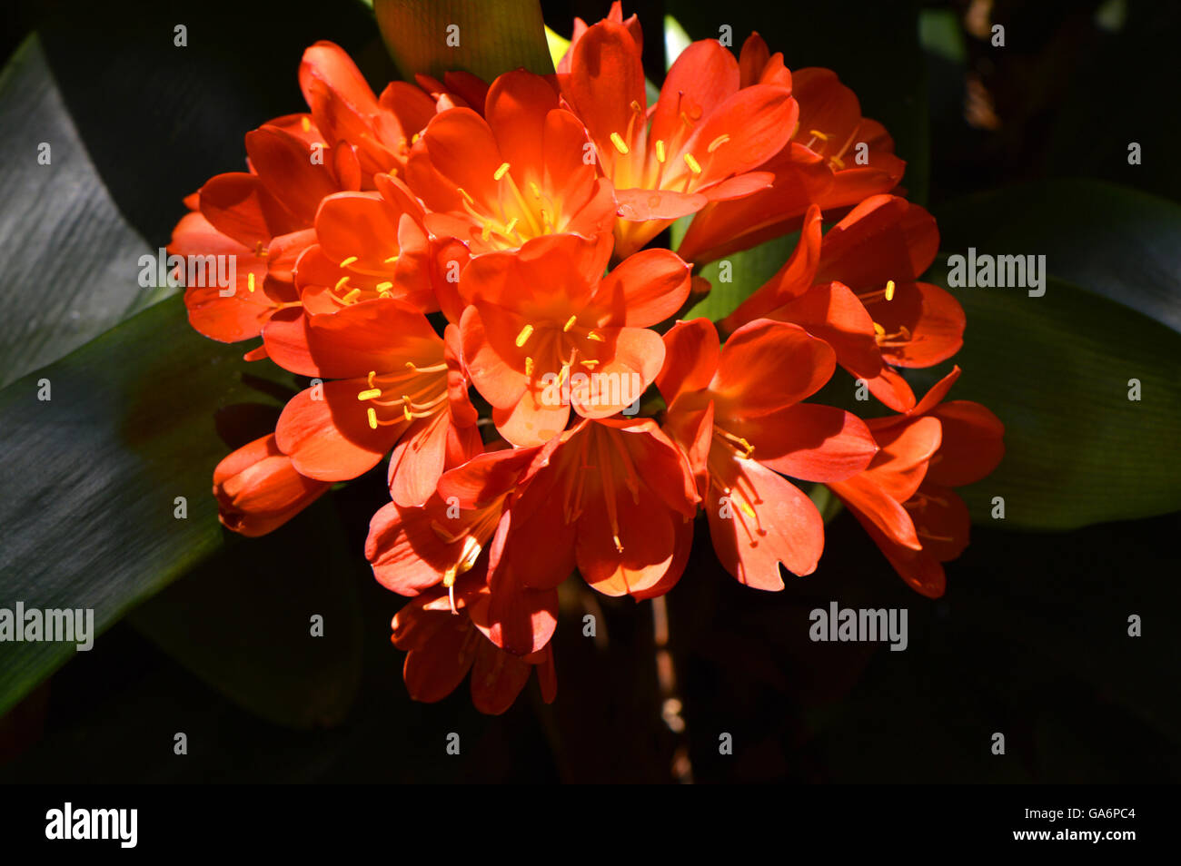 Bush Lily Flowers Latin Name Clivia Miniata Stock Photo Alamy