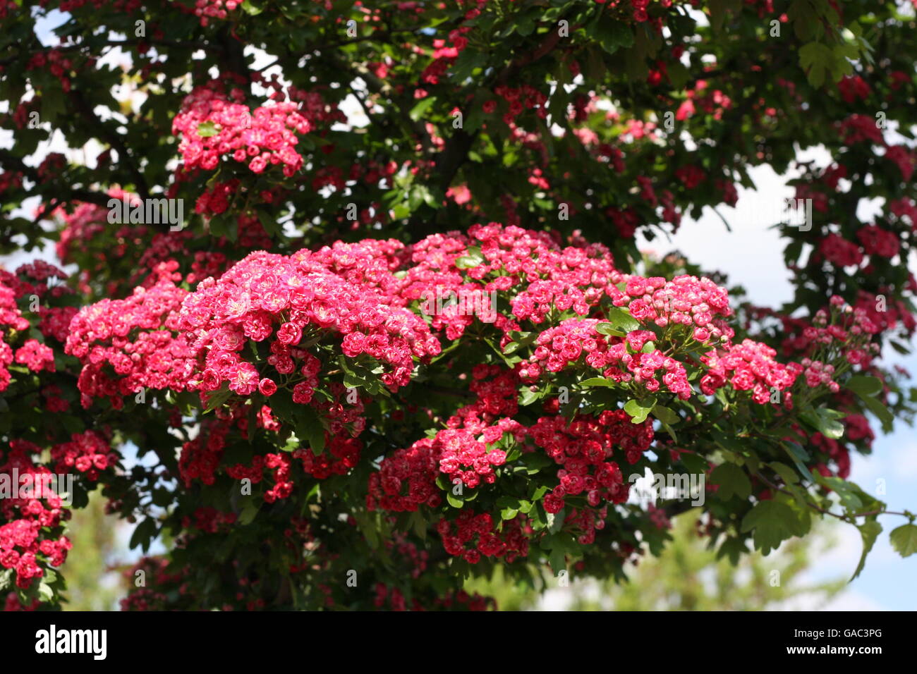 Hawthorn Tree Garden Hi Res Stock Photography And Images Alamy