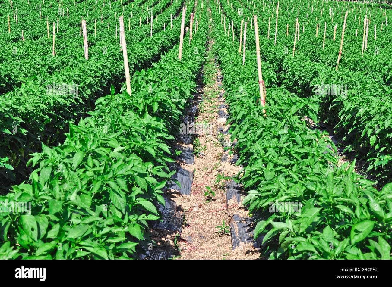 chili plantation Stock Photo, Royalty Free Image 110304518 Alamy