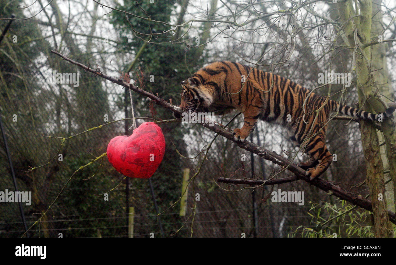Tigers at Chessington World of Adventures Stock Photo, Royalty Free