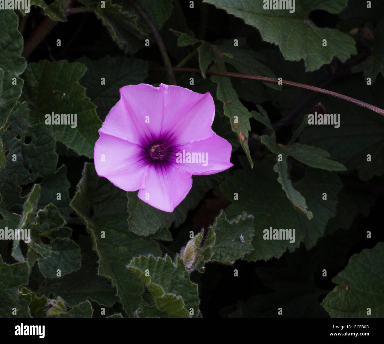 Convolvulus Althaeoides Hi Res Stock Photography And Images Alamy