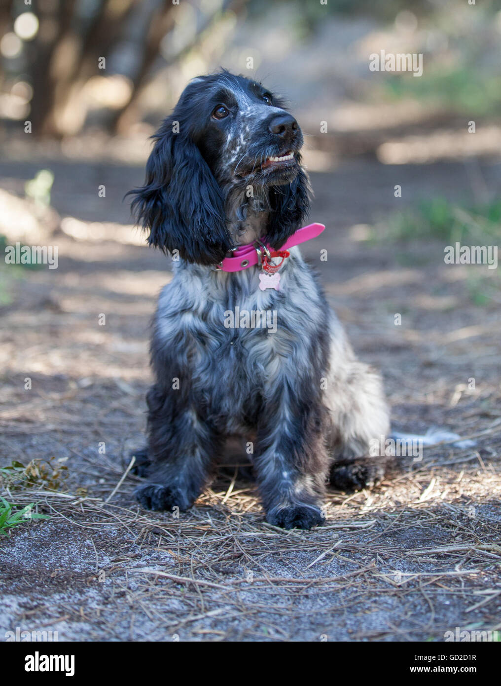 Cocker Spaniel Stock Photo, Royalty Free Image: 111306883 - Alamy