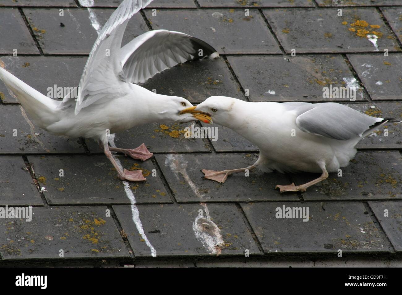 Seagulls Fighting Stock Photo Alamy