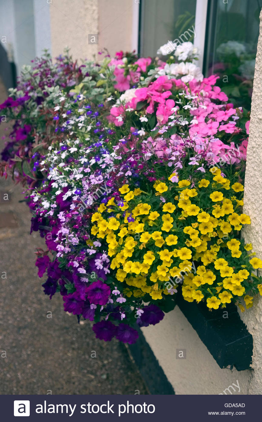 Colourful summer window boxes with Petunia, Calibrachoa and Lobelia