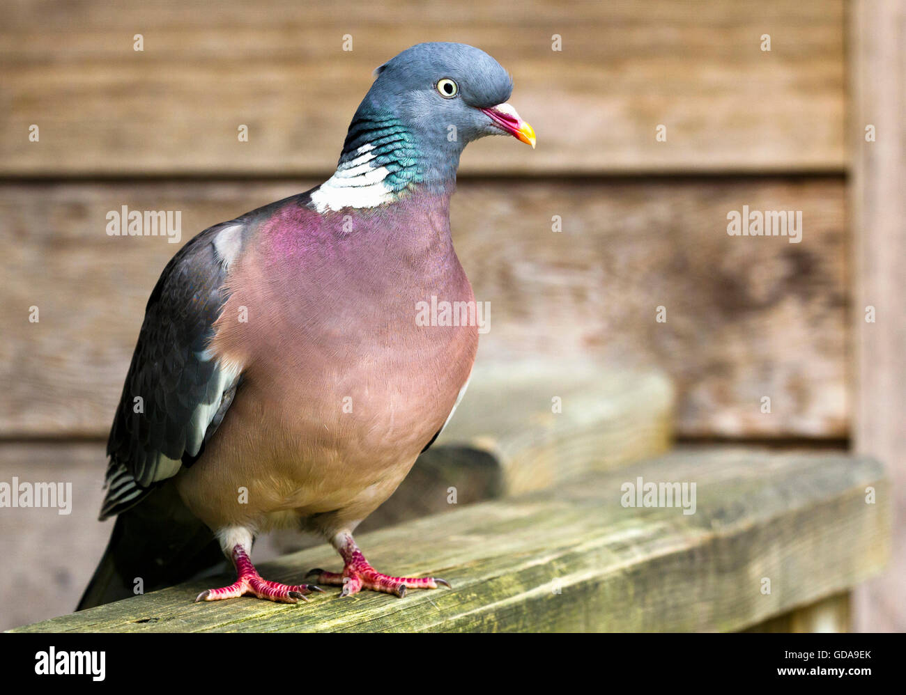 Wood Pigeon Columba Palumbus Stock Photo Alamy