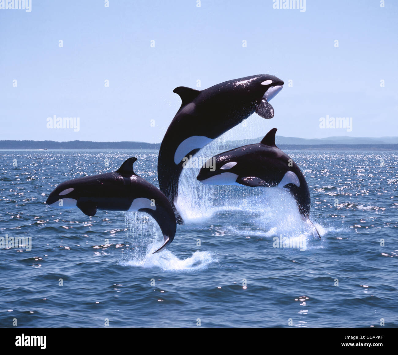 Killer Whale Orcinus Orca Adults And Calf Leaping Canada Stock Photo