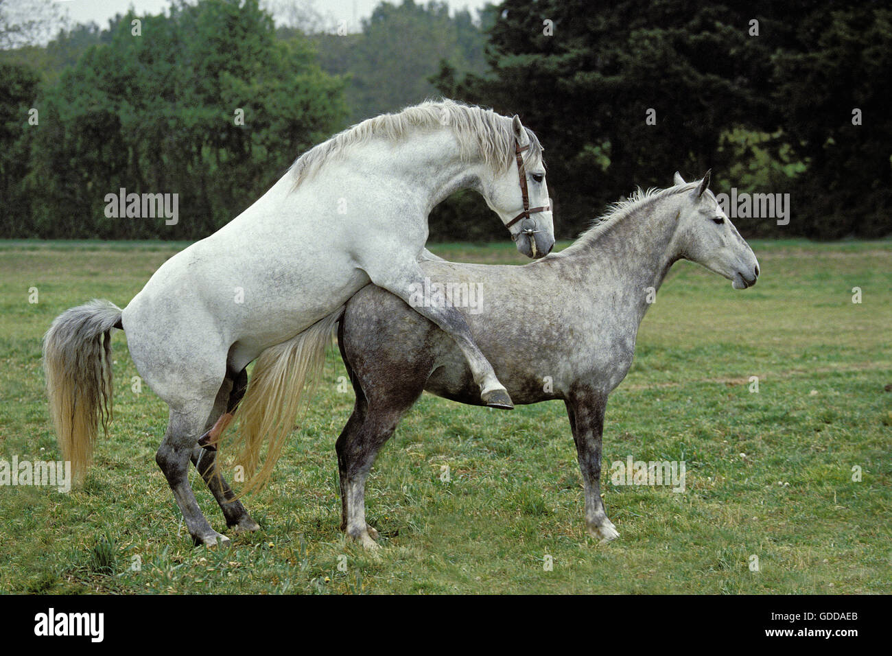 Lipizzan Horse, Pair Mating Stock Photo: 111546355 - Alamy Lipizzan Horse, Pair Mating Stock Photo: 111546355 - Alamy