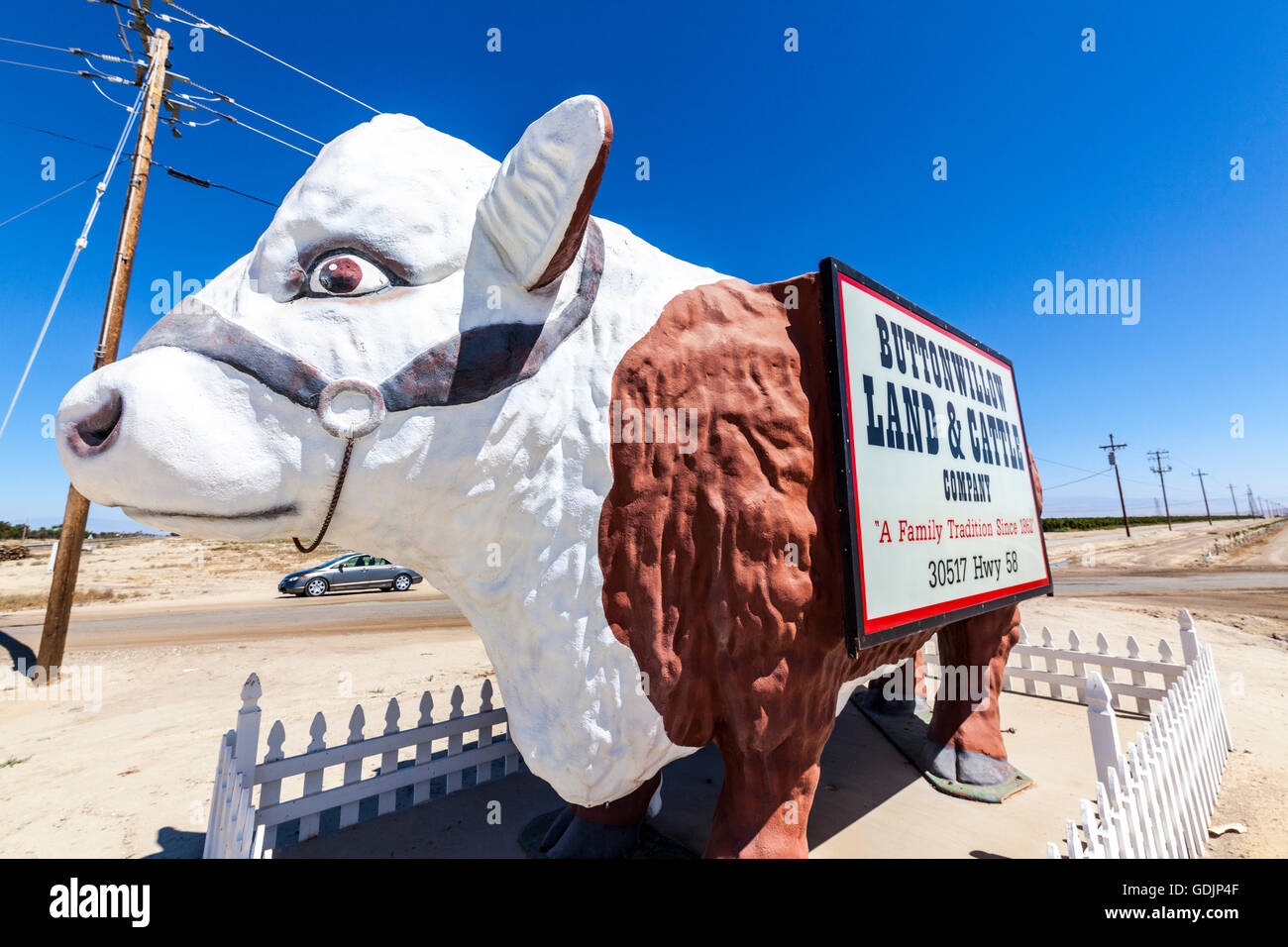 a-very-large-cow-advertising-the-buttonw