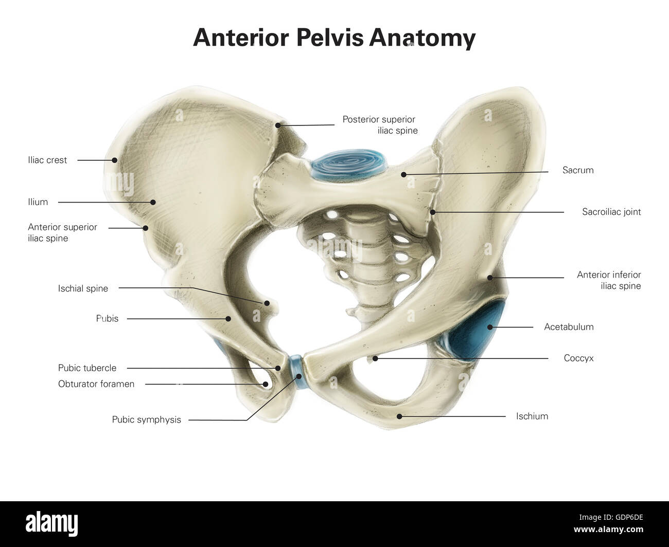Anterior view of human pelvis, with labels Stock Photo, Royalty Free