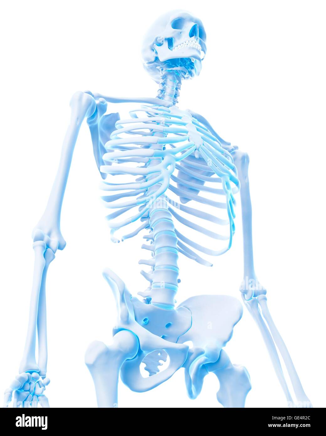 Human Skeletal System Illustration Stock Photo Alamy