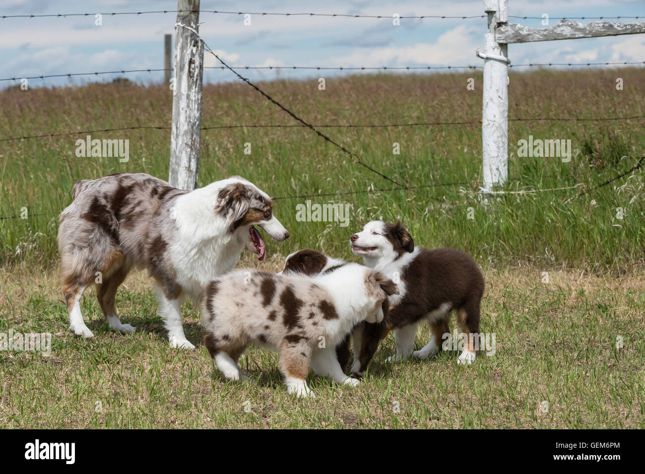 australian shepherd puppy training nine week old red merle and red tri australian shepherd dogs stock australian shepherd puppy training nine week old red merle and red tri australian shepherd dogs stock