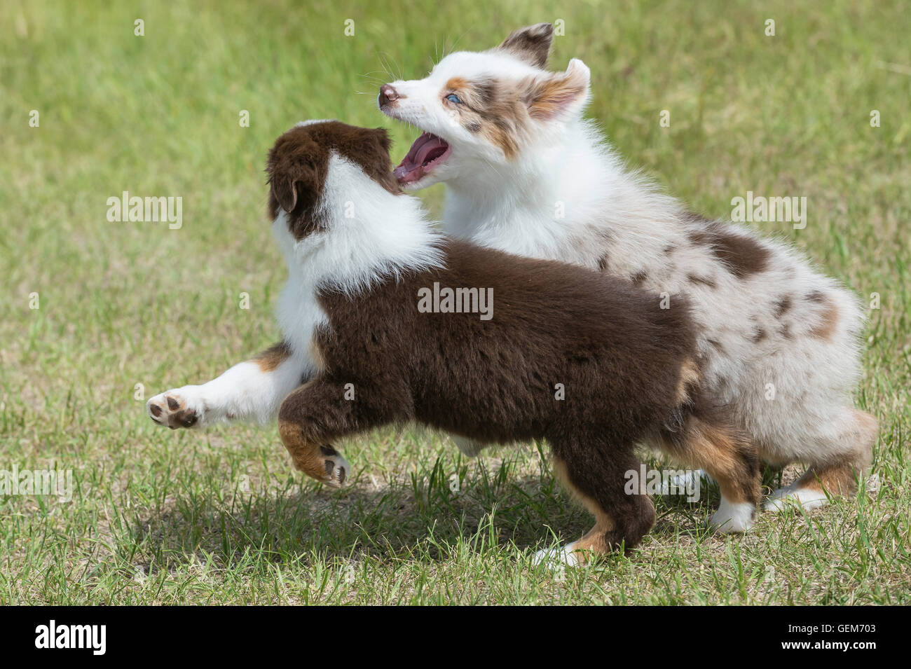 australian shepherd merle puppies nine week old red merle and red tri australian shepherd dogs stock australian shepherd merle puppies nine week old red merle and red tri australian shepherd dogs stock
