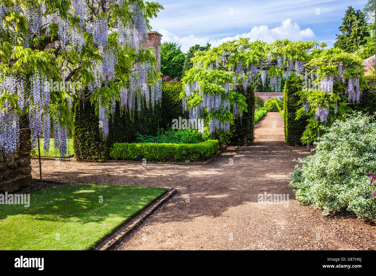 Blue flowering Chinese wisteria sinensis in the walled garden of ... Blue flowering Chinese wisteria sinensis in the walled garden of ...