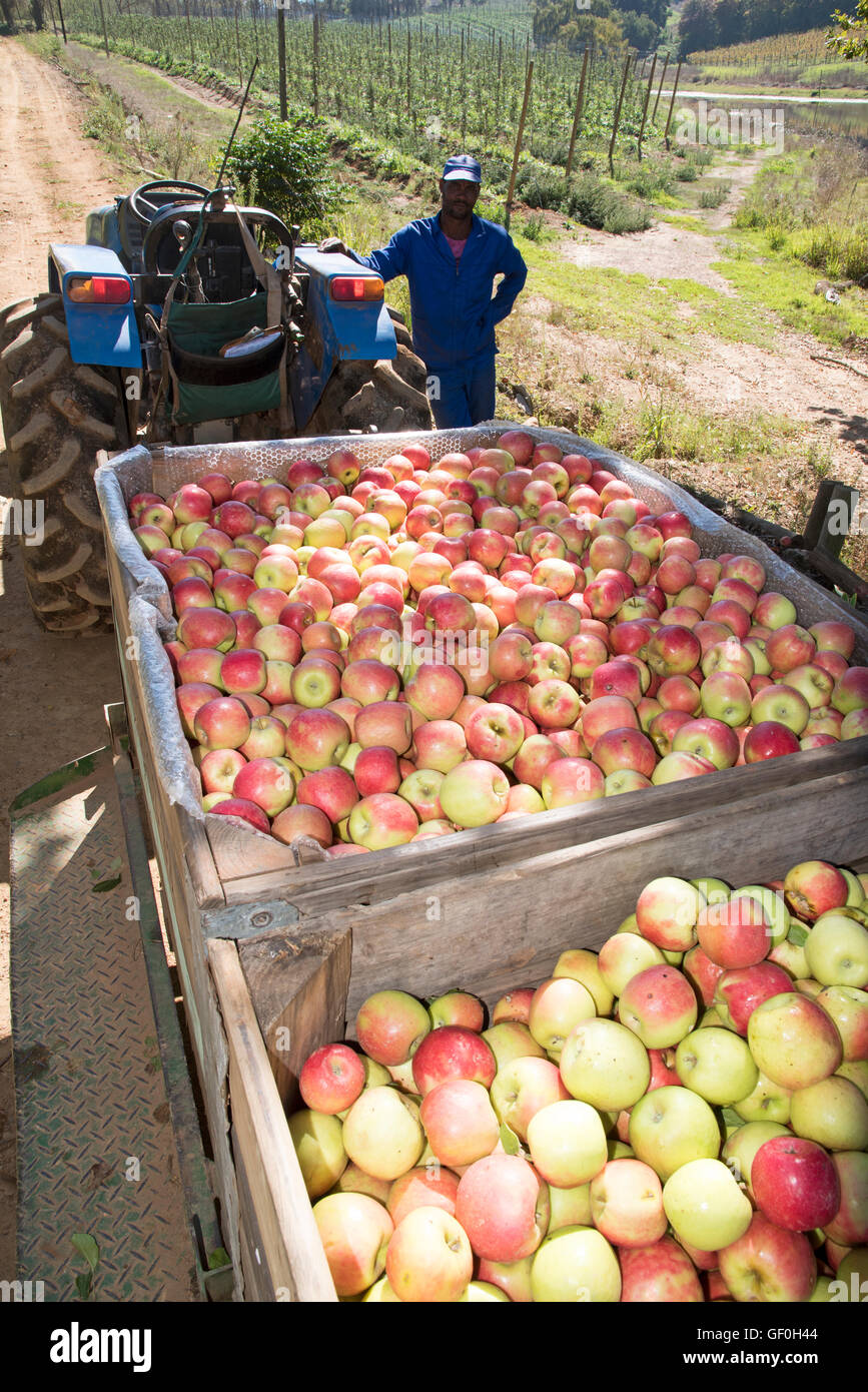 ELGIN WESTERN CAPE SOUTH AFRICA Workers on an apple farm at Elgin