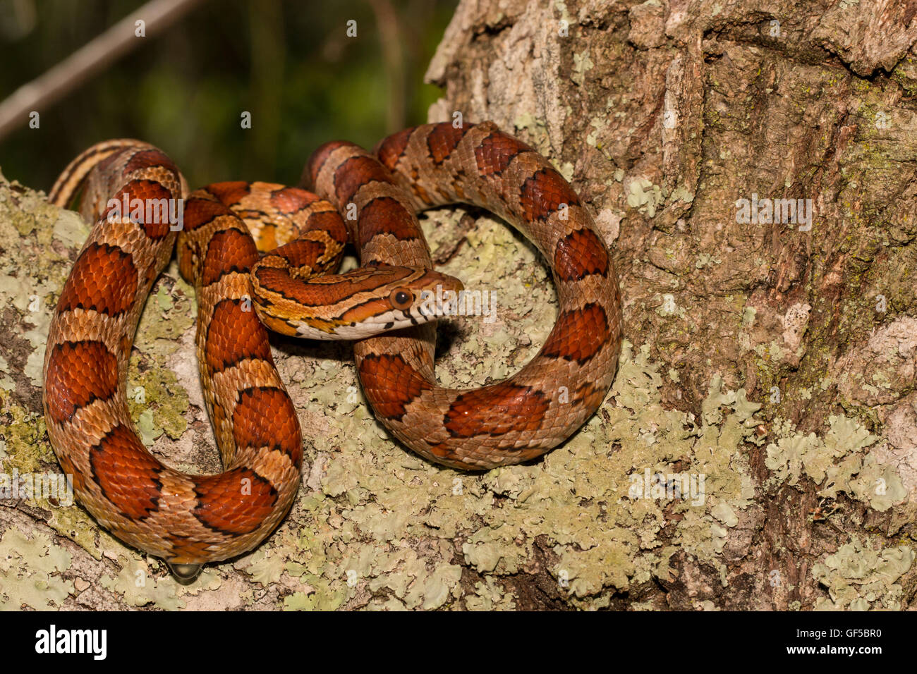 Corn snake in a live oak tree Pantherophis guttatus Stock Photo