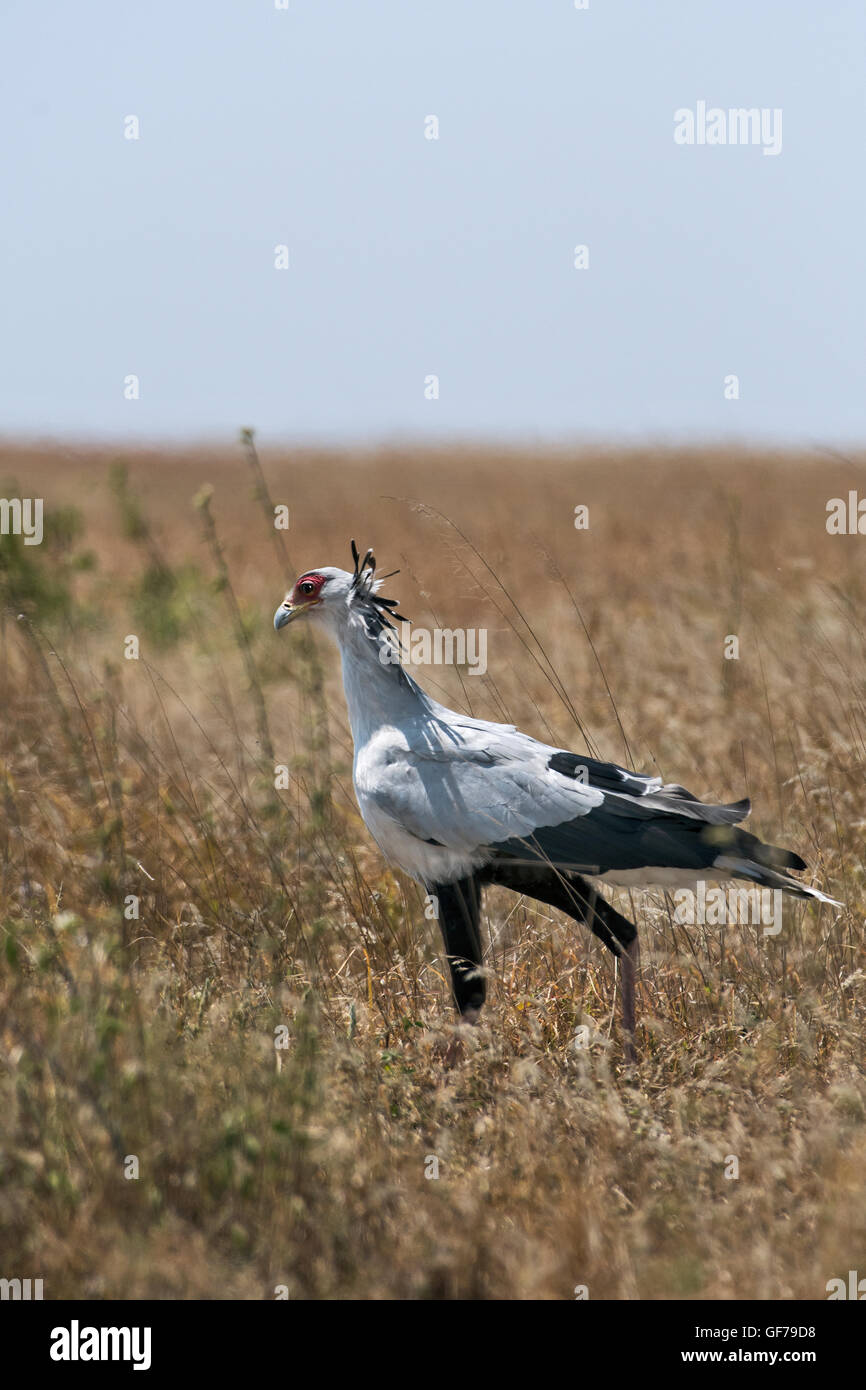 Birds In Serengeti Np Hi Res Stock Photography And Images Alamy