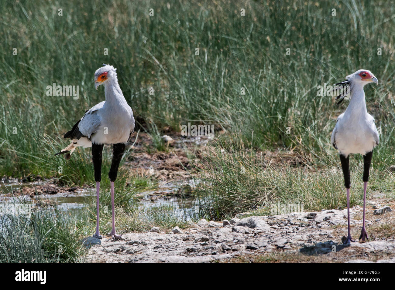 African Birds Serengeti Birds Hi Res Stock Photography And Images Alamy