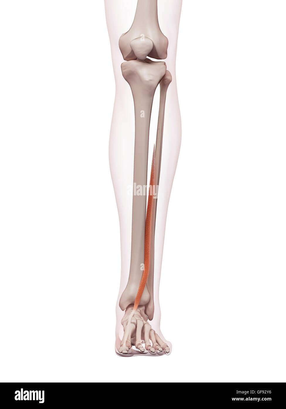 Illustration Extensor Hallucis Longus Muscle Hi Res Stock Photography