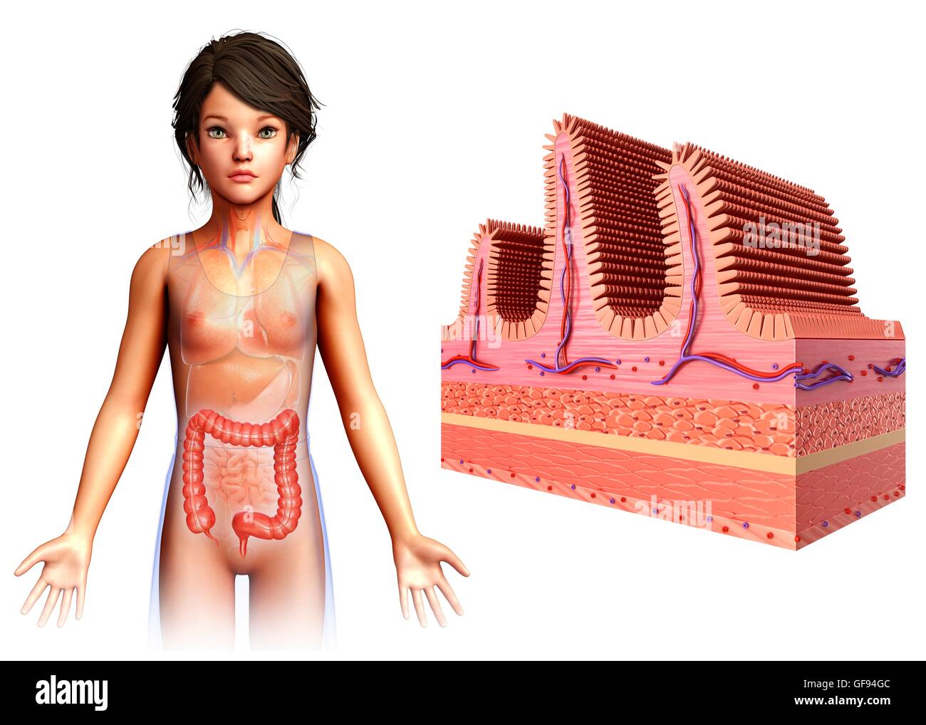 Illustration Of Large Intestine Cross Section Stock Photo Alamy