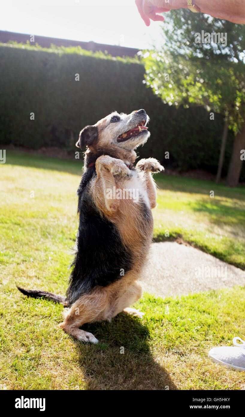 staffy x australian shepherd cross breed dogs stock photos u0026 cross breed dogs stock images alamy staffy x australian shepherd cross breed dogs stock photos u0026 cross breed dogs stock images alamy