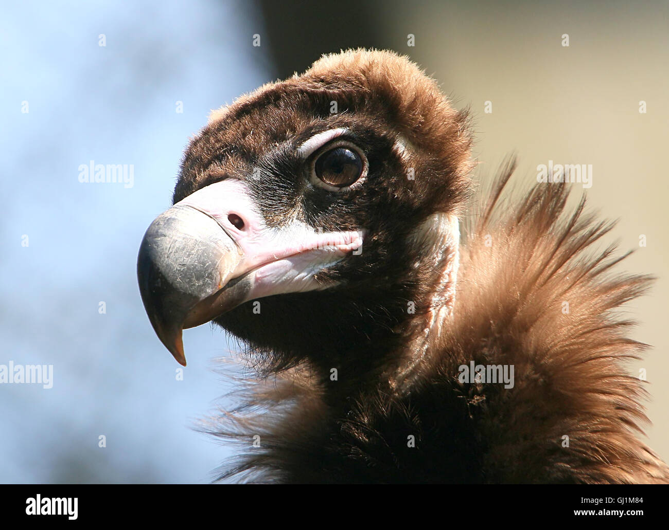 Immature Eurasian Black Vulture Or Monk Vulture Aegypius Monachus