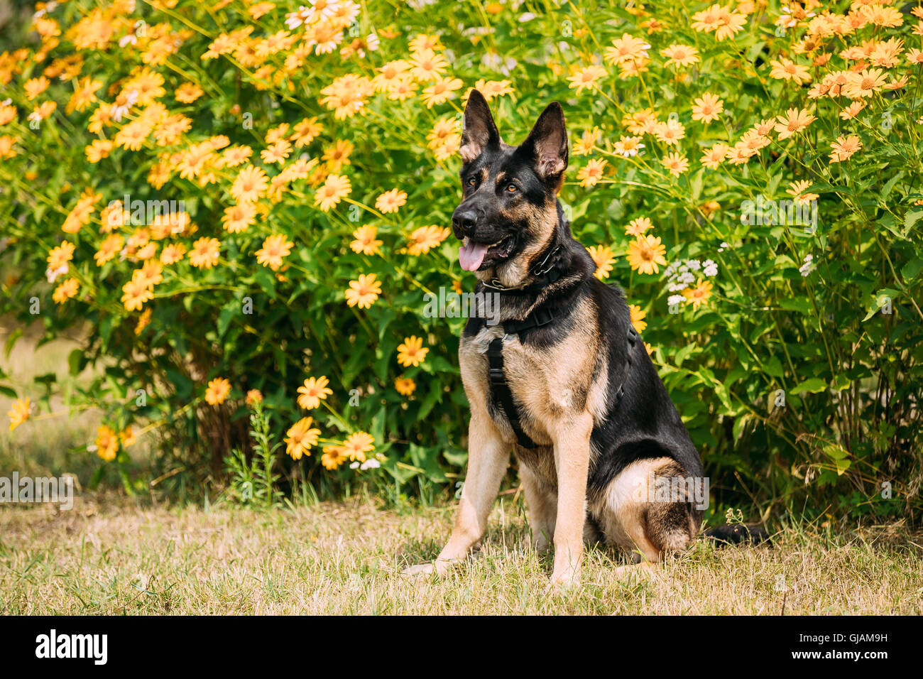 Purebred Short Haired German Shepherd Adult Dog Or Alsatian Wolf