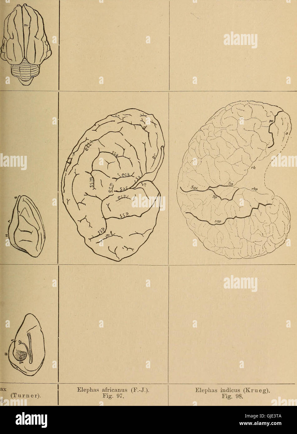 Handbuch Der Anatomie Und Vergleichenden Anatomie Des