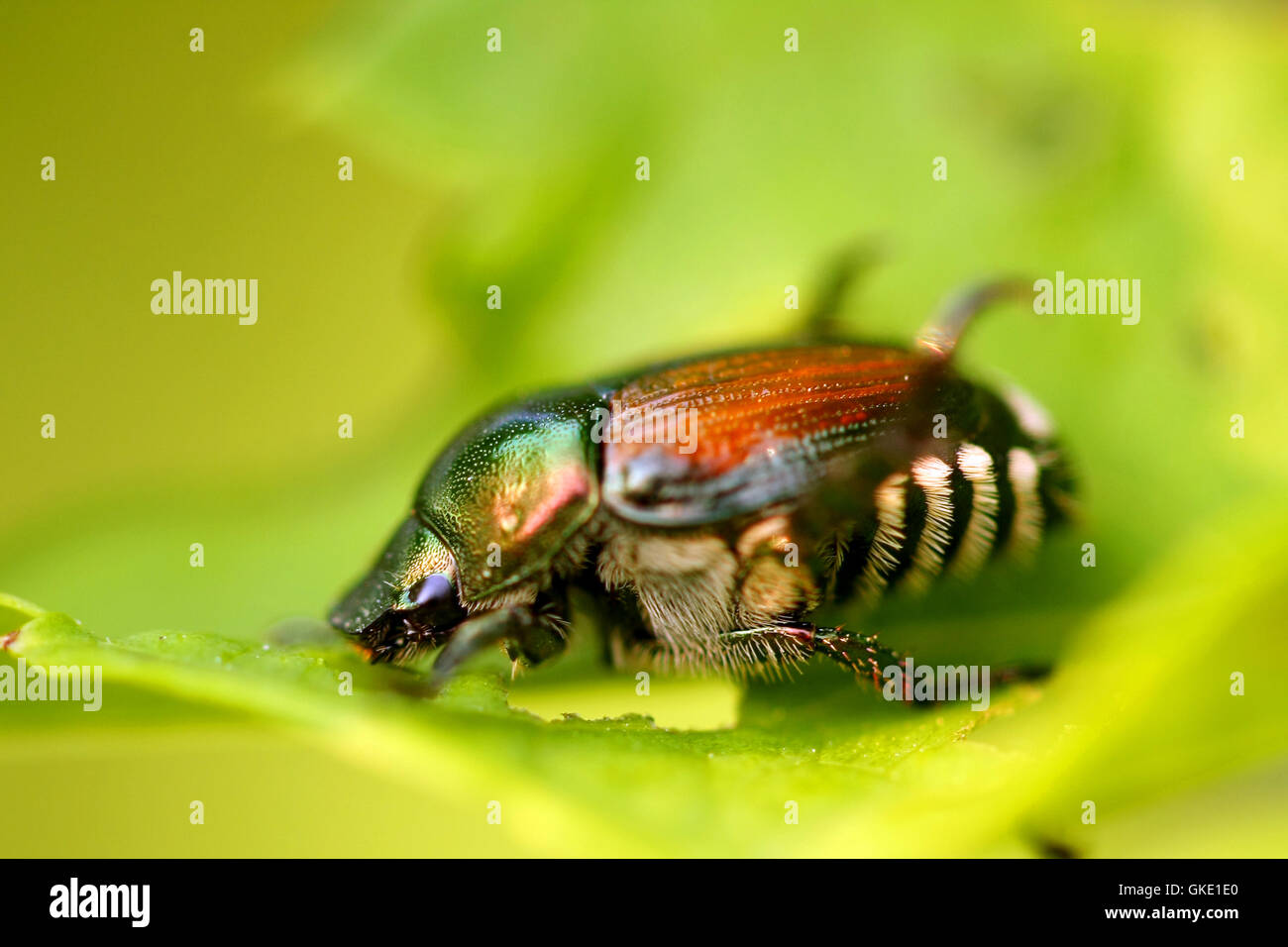 Japanese Beetle Bug Hi Res Stock Photography And Images Alamy