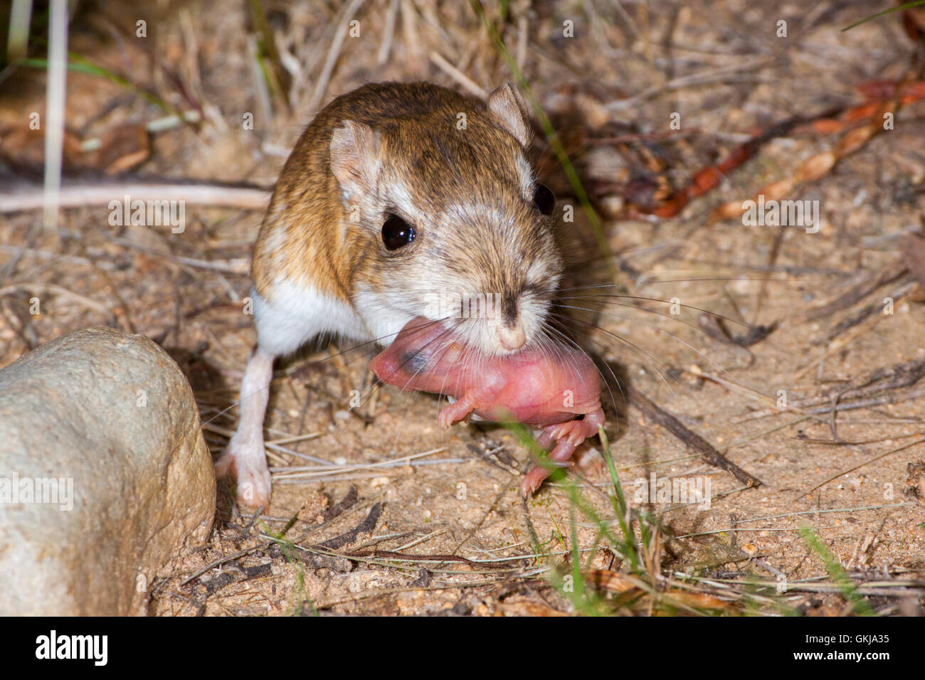 Merriam Kangaroo Rat Dipodomys merriami Tucson, Arizona, United Stock