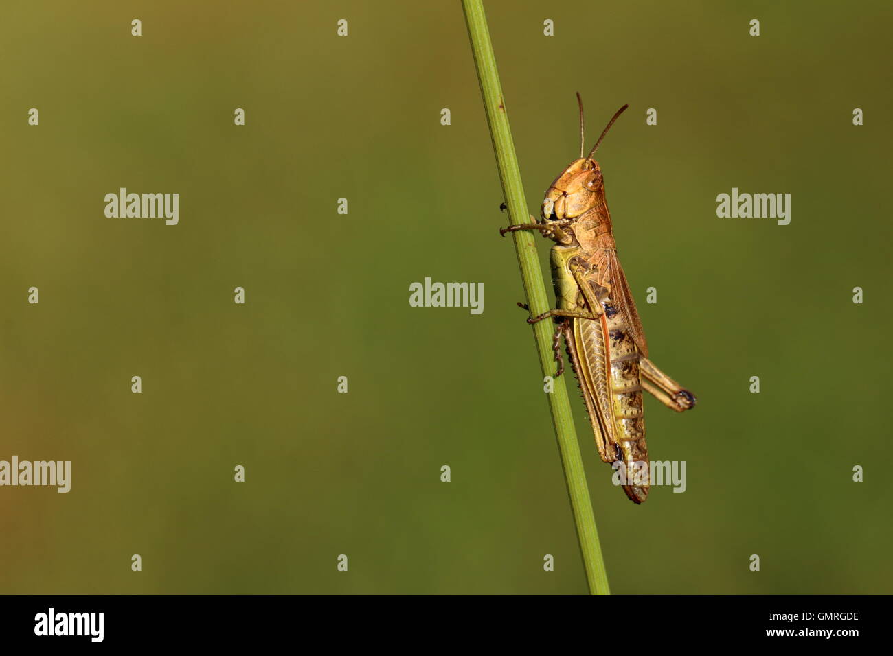 Meadow Grasshopper Stock Photo Royalty Free Image 116073146 Biology Diagrams