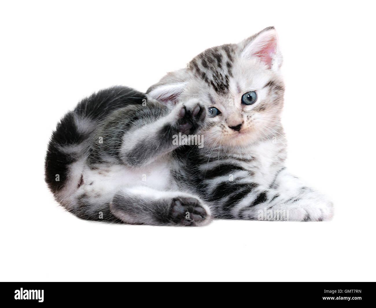 Cute American Shorthair Cat Kitten Isolated On White Background