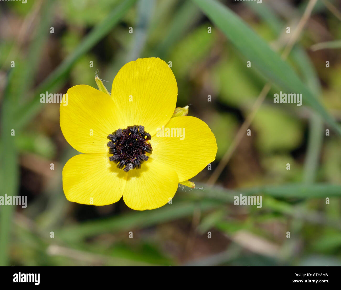 Turban Buttercup Ranunculus Asiaticus Yellow Colour Form Stock Photo