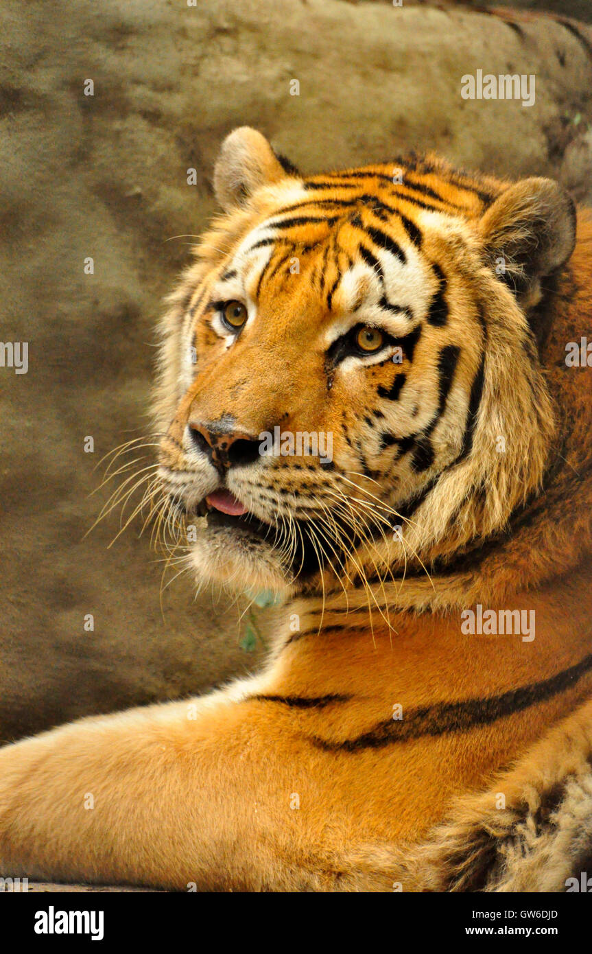 Siberian Tiger, the world's biggest cat, natural of Russia and is Stock