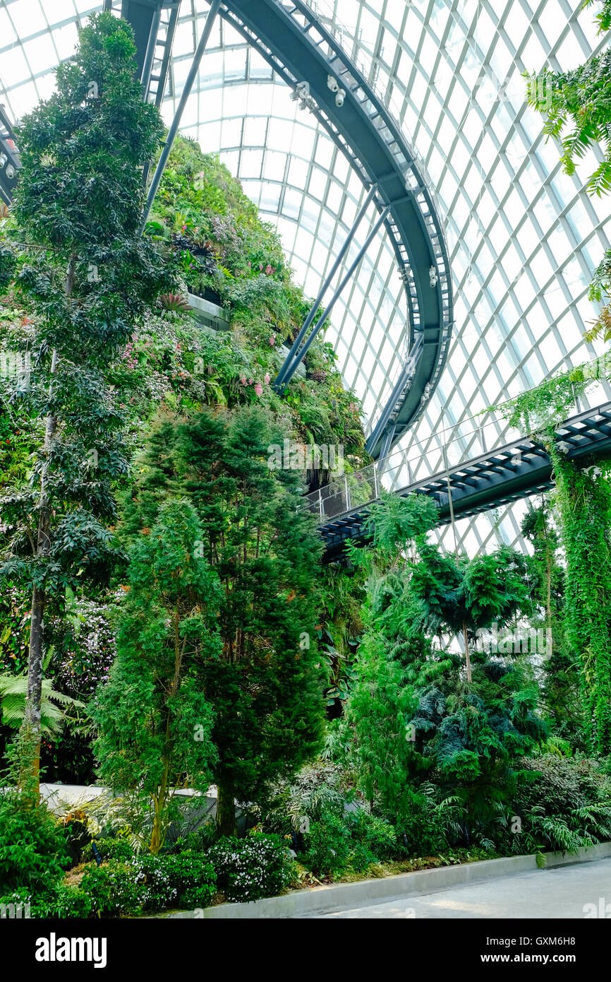 Garden By The Bay Cloud Forest interior of the cloud forest conservatory at gardensthe bay in Garden By The Bay Cloud Forest interior of the cloud forest conservatory at gardensthe bay in