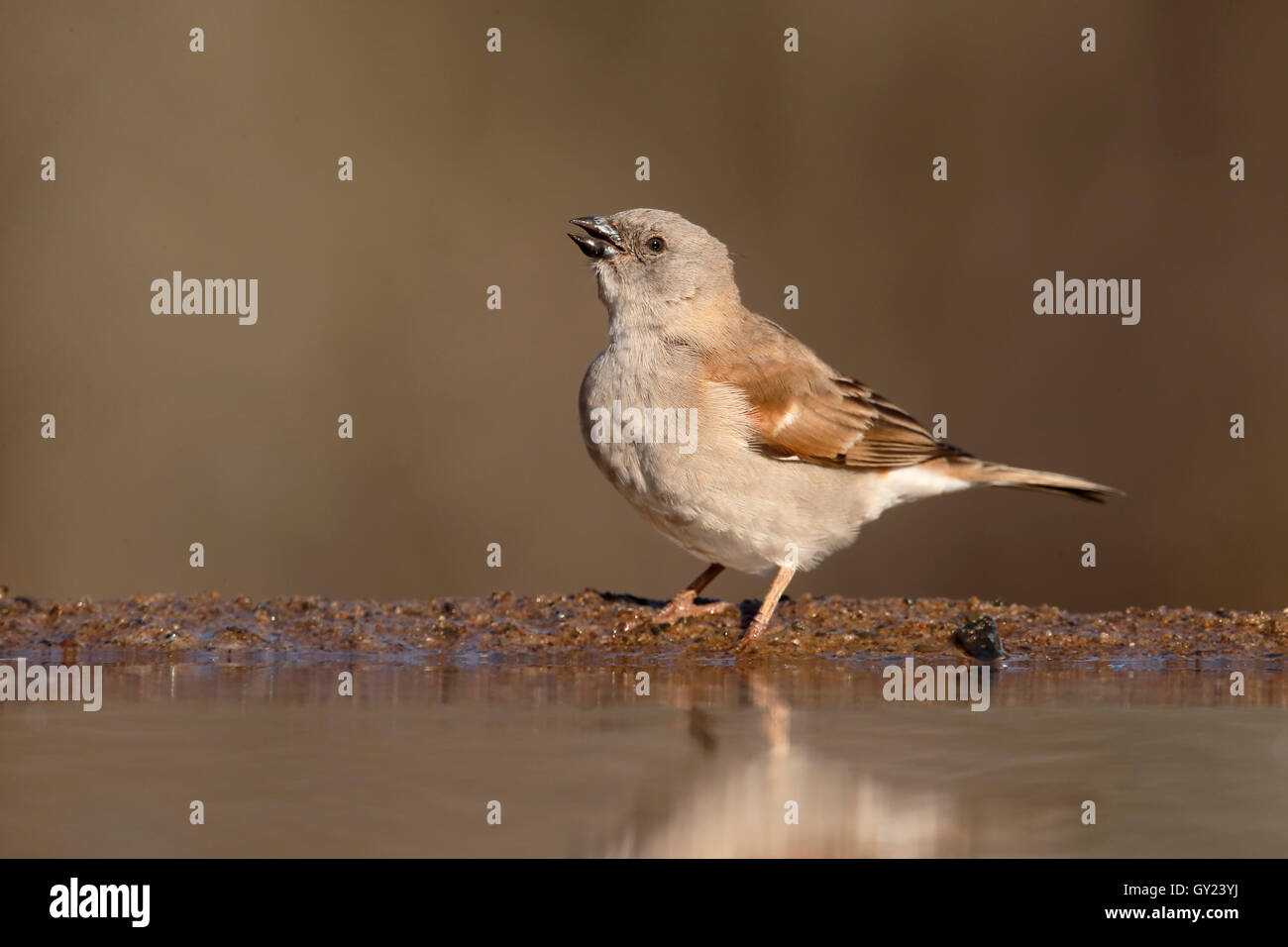 Southern Grey Headed Sparrow Passer Diffusus Single Bird By Water