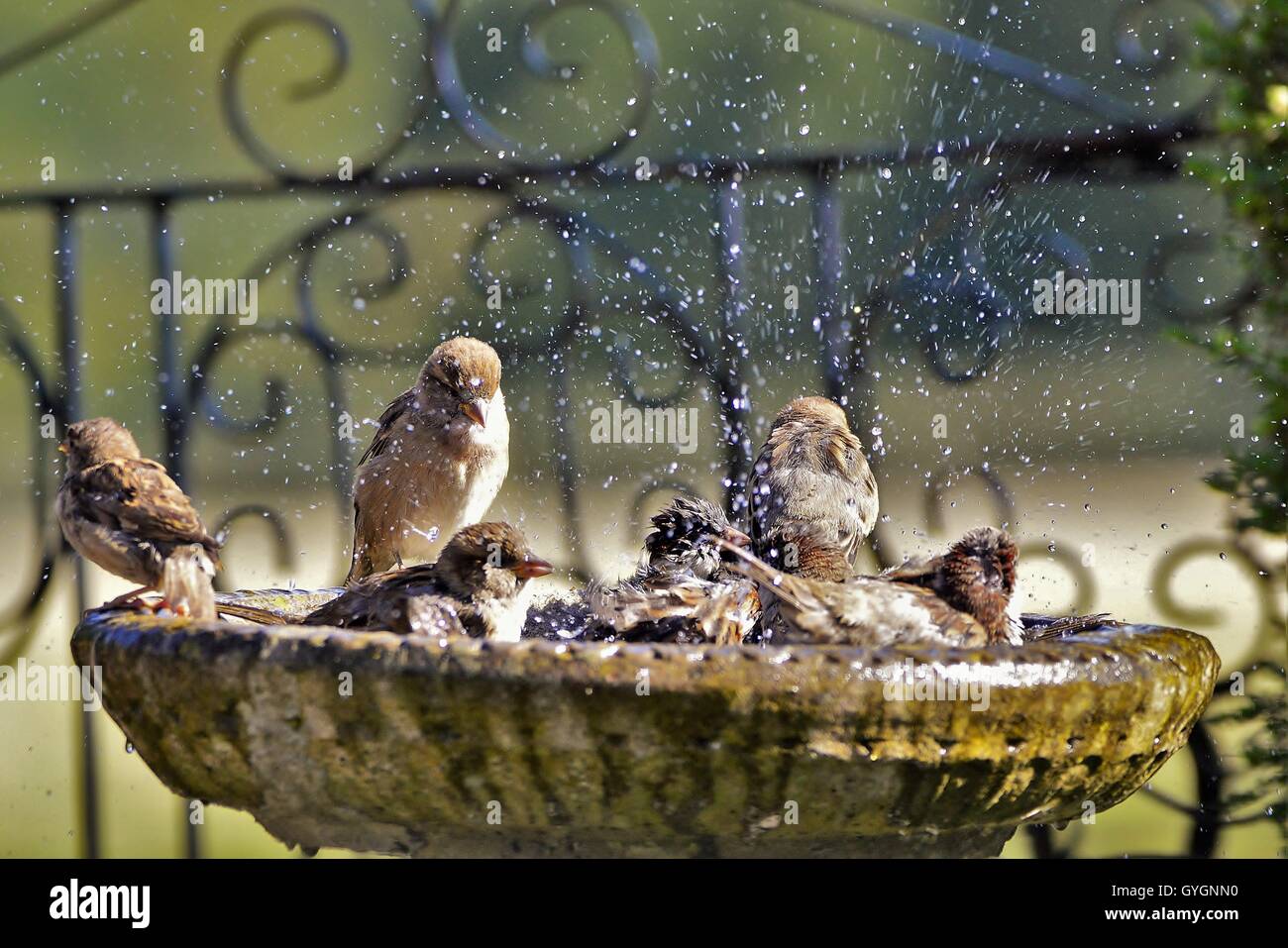 house sparrows bathing in a bird bath splashing water house sparrows bathing in a bird bath splashing water