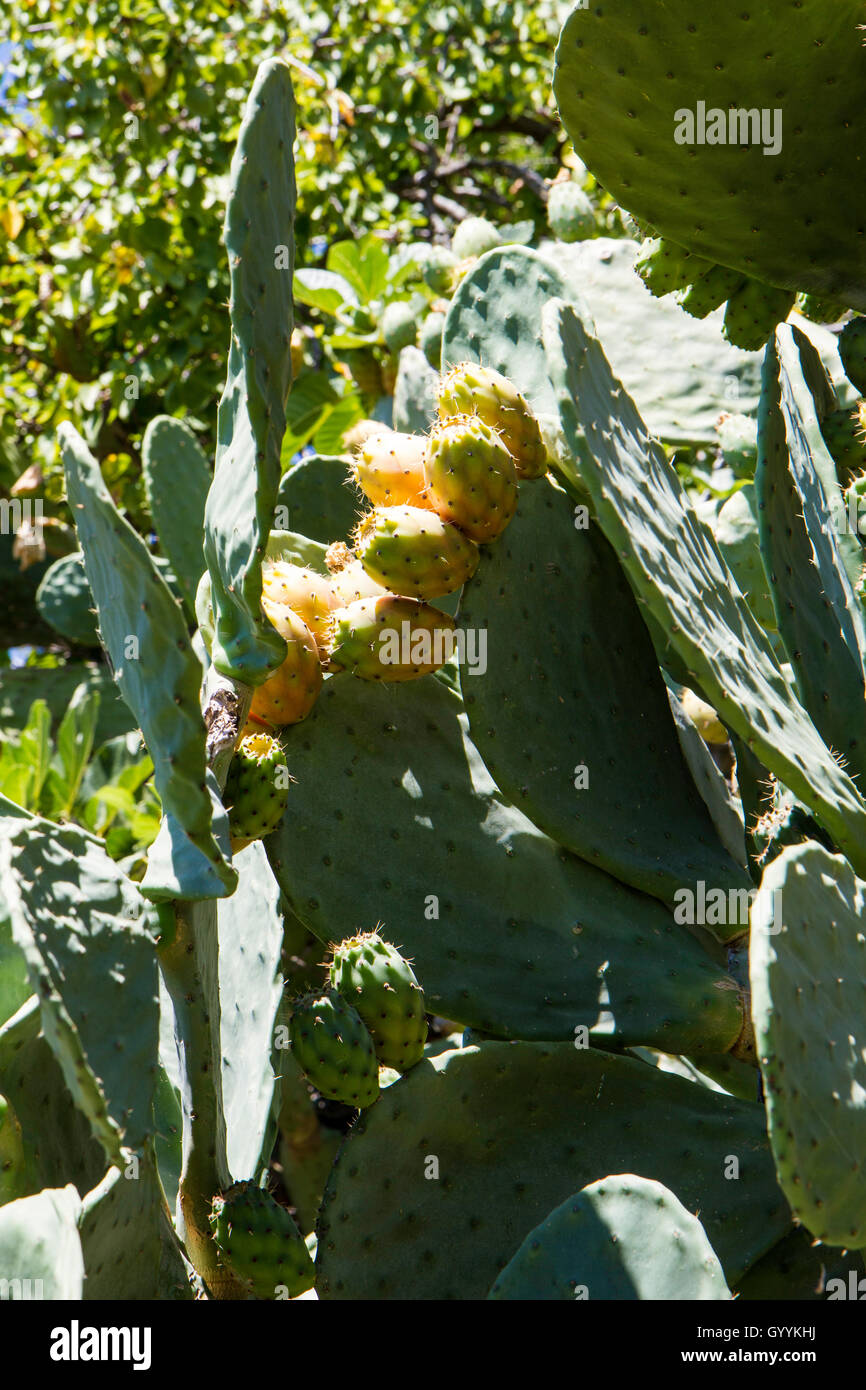 prickly pear cactus with ripe fruits in Calabria, Italy Amantea Stock