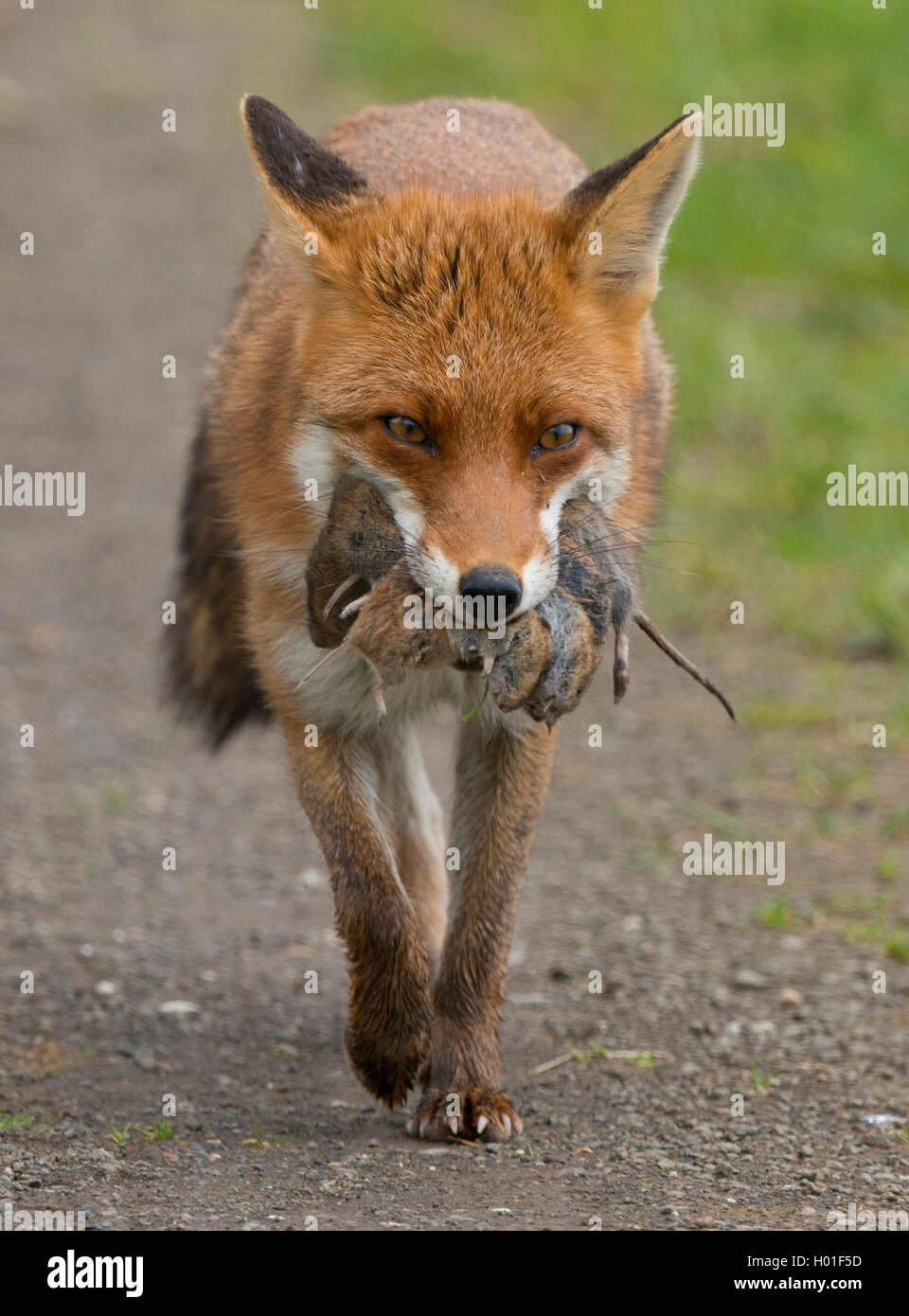 Rotfuchs, RotFuchs (Vulpes vulpes), mit Beute im Maul, Deutschland Stock Photo 120506441 Alamy