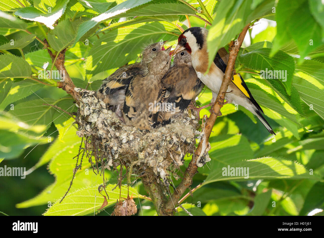 Stieglitz, Distelfink (Carduelis carduelis), am Nest mit fast Stock