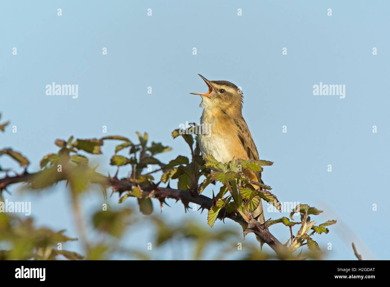 Sedge Warbler Acrocephalus Schoenobaenus Singing In Reedbed North