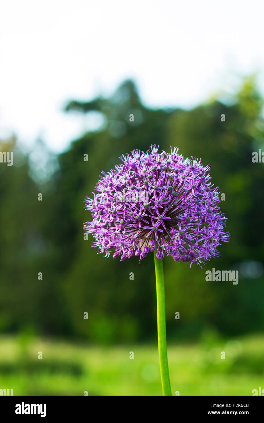 Allium Giganteum Violet Flower In Garden On Green Blurred