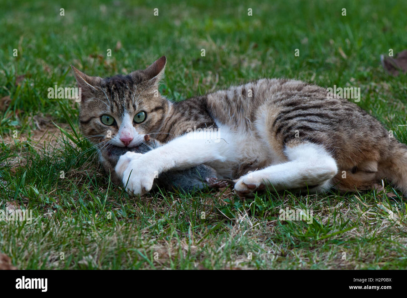 Cat caught a field vole (Microtus agrestis Stock Photo 122185166 Alamy